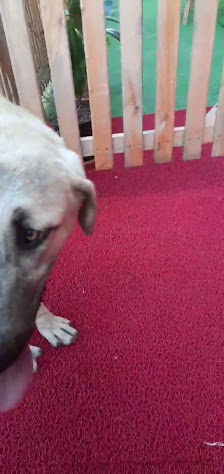 Giresun Hayvan Hastanesi Videolar görseli