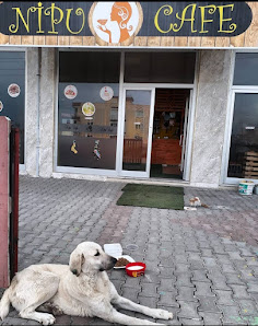 Nipu Cafe Tümü görseli