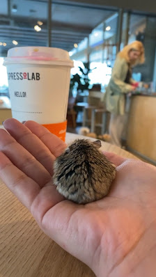 Espressolab Fikirtepe Videolar görseli