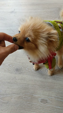 BEYLİKDÜZÜ PET KUAFÖR AVM Videolar görseli