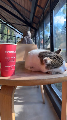 Espressolab Sabahattin Zaim Üniversitesi Videolar görseli