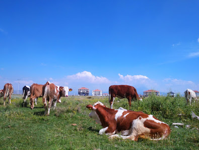 Aksaray Kız Yurdu Ziyaretçilerden görseli