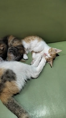 Kızılırmak Yurdu Videolar görseli